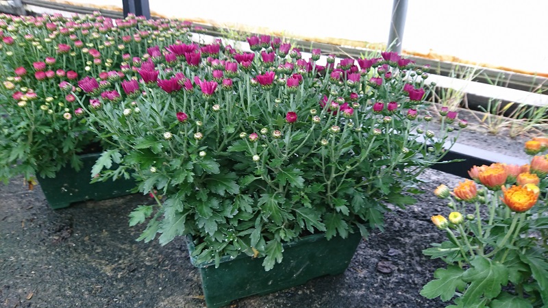 pépinière-vinça-vente-plante-arbres-jardin-fruitiers-fleurs-saison-occitanie