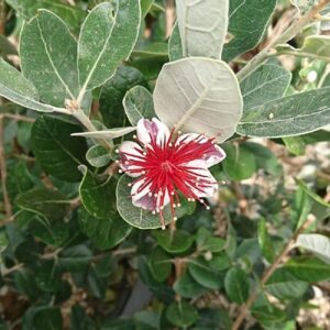 Feijoa Apollo