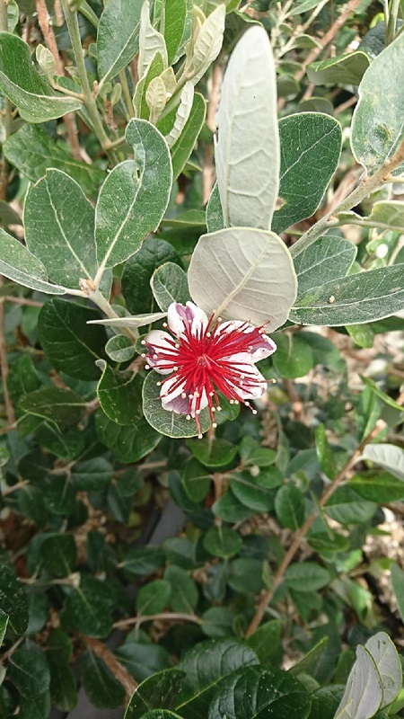 Feijoa Gemini