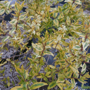 Abelia Kaleidoscope (lf)