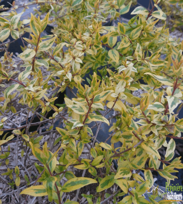 Abelia Kaleidoscope (lf)