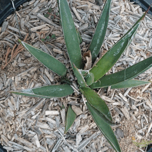 Agave Toumeyana