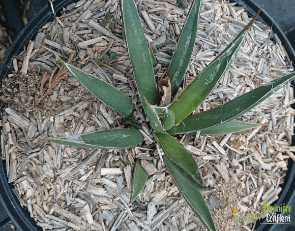 Agave Toumeyana