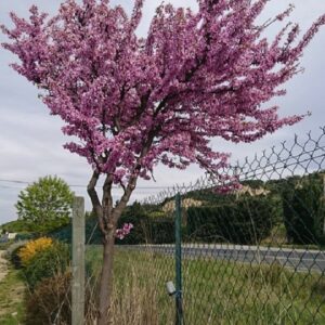 Arbre de Judée (can)