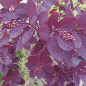 COTINUS coggygria 'Smokey Joe'