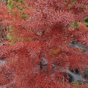 CRYPTOMERIA japonica Elegans