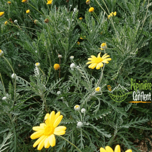 Euryops Chrysanthemoides