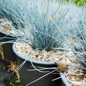 Festuca glauca 'Blue Select'