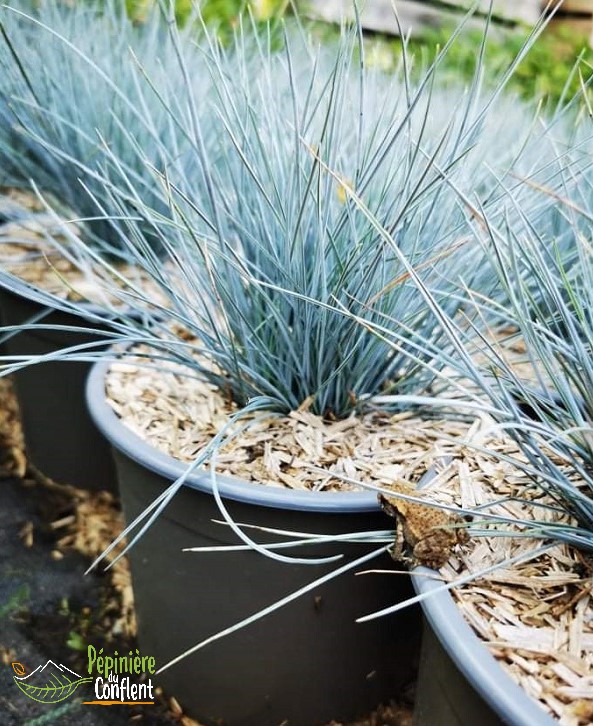 Festuca glauca 'Blue Select'