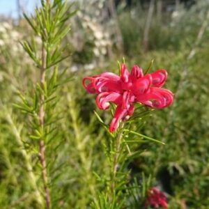 Grevillea juniperina