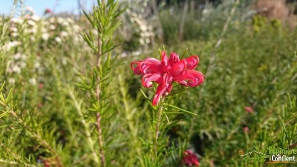 Grevillea juniperina