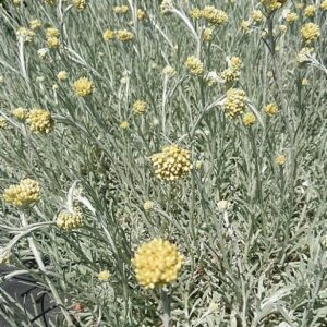 Immortelle-Plante au Curry