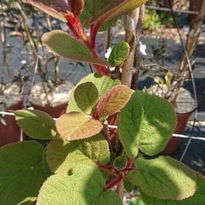 ACTINIDIA deliciosa 'Hayward'