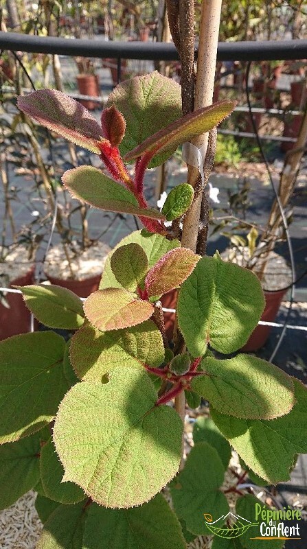 ACTINIDIA deliciosa 'Atlas (Mâle)