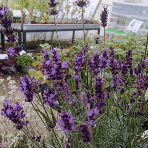 LAVANDULA angustifolia Hidcote blue