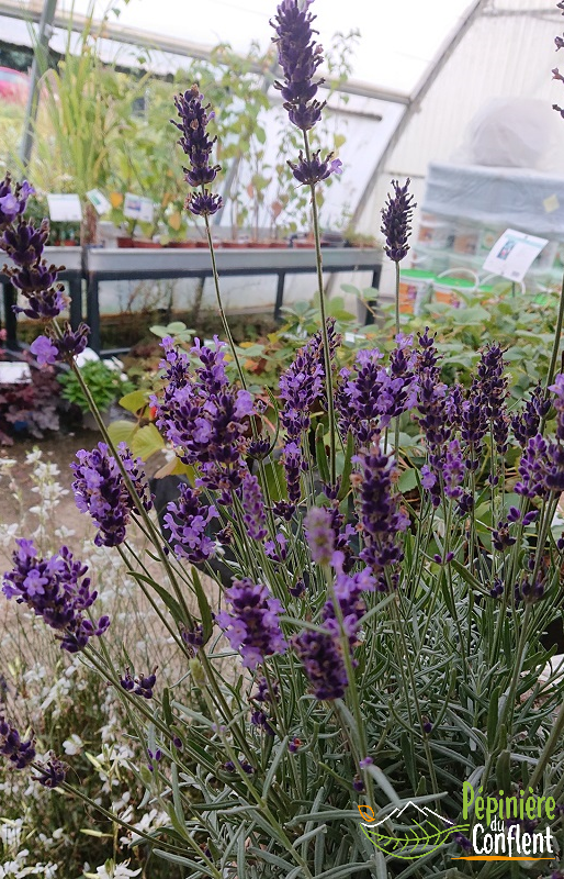 LAVANDULA angustifolia Hidcote blue