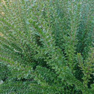 MYRTUS communis Subsp. tarentina
