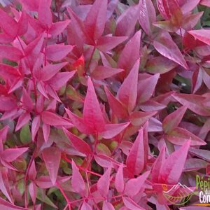 NANDINA domestica 'Obsessed'