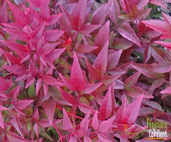 NANDINA domestica 'Obsessed'