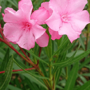 Nerium oleander 'Cavalaire'
