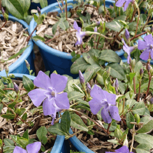 VINCA minor