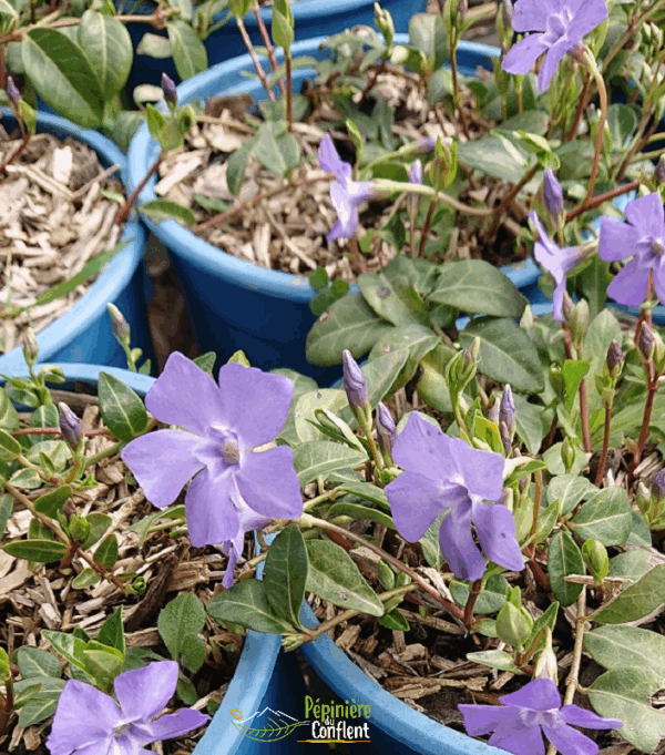 VINCA minor
