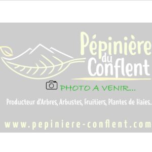 CERISIER bigarreau Coeur de pigeon
