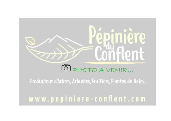 CERISIER bigarreau Coeur de pigeon