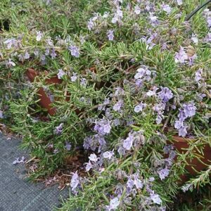 Romarin rampant 'Pointe du Raz'