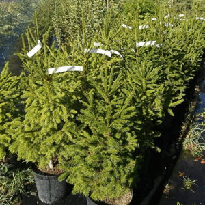 Abies Nordmanniana