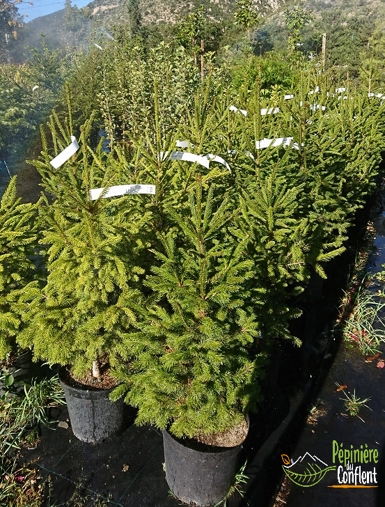 Abies Nordmanniana