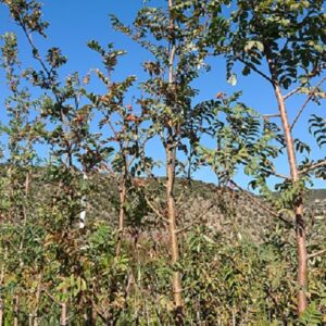 SORBUS aucuparia