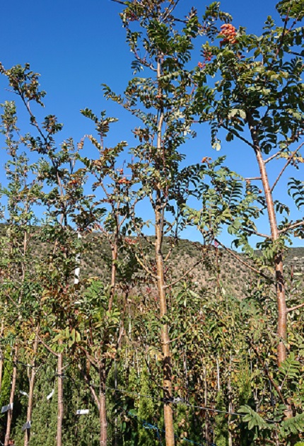 SORBUS aucuparia
