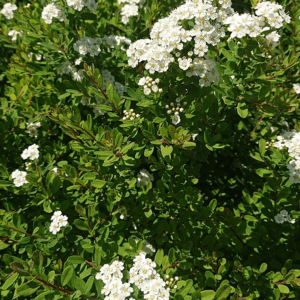SPIRAEA nipponica 'Snowmound'