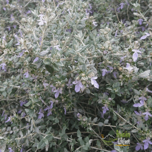 TEUCRIUM fruticans