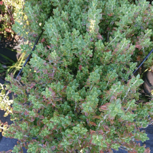 Teucrium lucidrys
