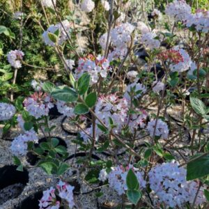 VIBURNUM carlesii