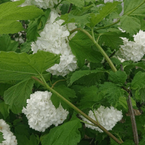 VIBURNUM opulus 'Roseum'