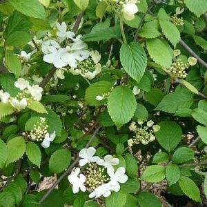VIBURNUM plicatum ' Watanabe'