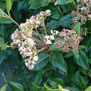 VIBURNUM tinus