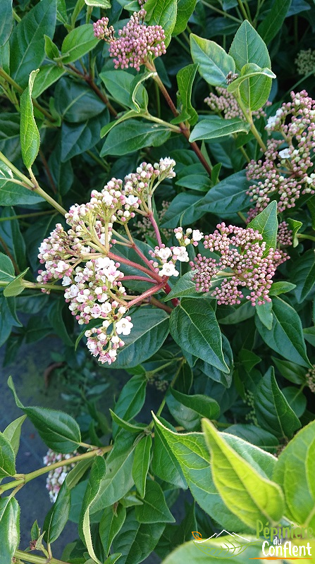 VIBURNUM tinus