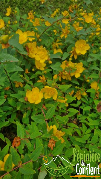 HYPERICUM patulum Hidcote