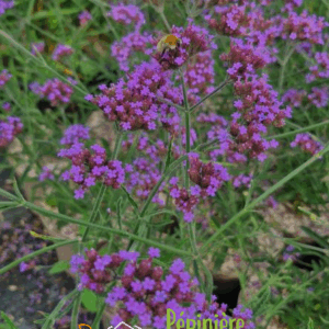 Verbena bonariensis 'Lollipop'