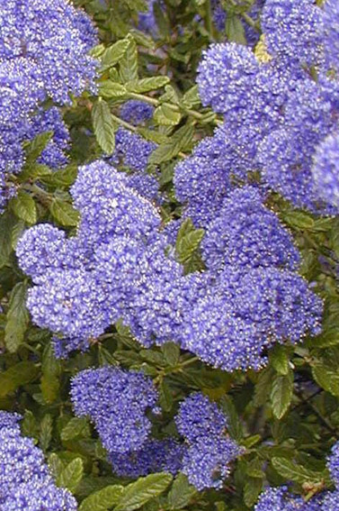 CEANOTHUS Concha