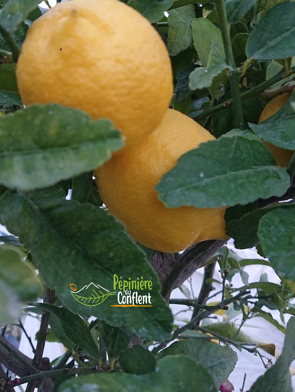 Citronnier 4 Saisons Eureka (sch)