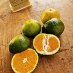 Mandarinier Satsuma b