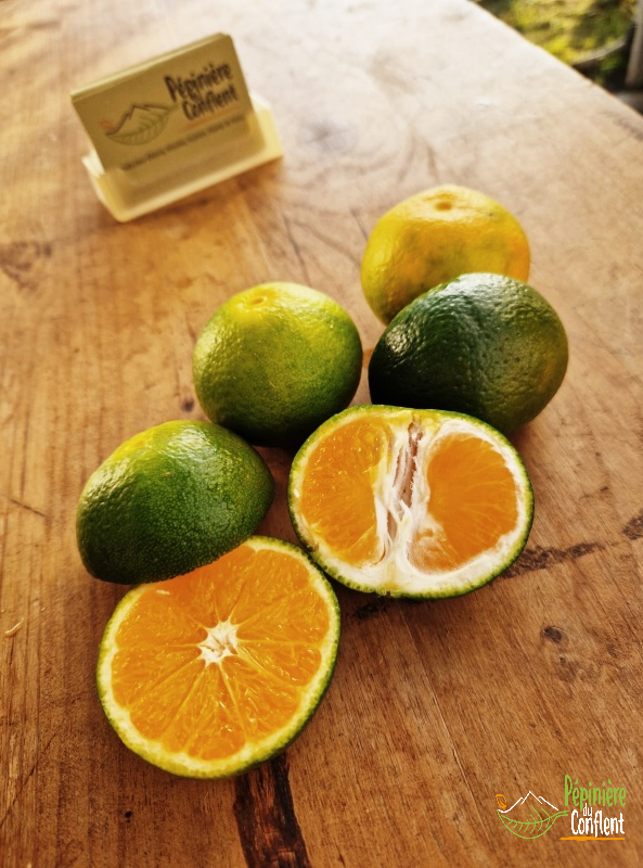 Mandarinier Satsuma b