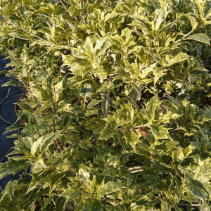 OSMANTHUS heterophyllus Goshiki