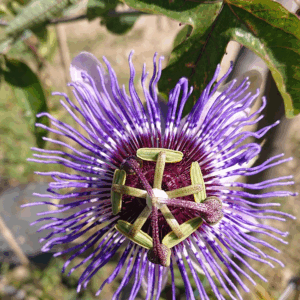 Passiflore 'Purple Haze'