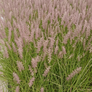 Pennisetum villosum